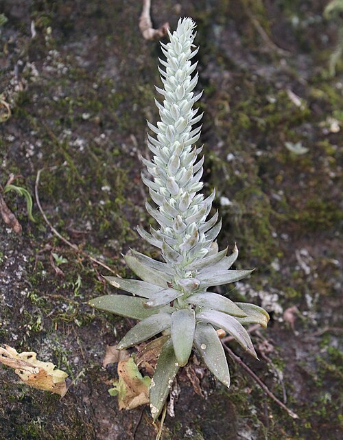 Orostachys japonica: Orostachys japonica in Mikawa Area, Aichi Prefecture, Japan.
