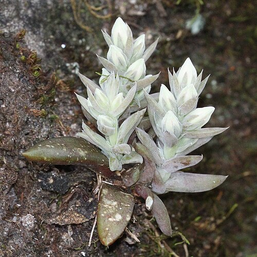 Orostachys japonica: Orostachys japonica in Mikawa Area, Aichi Prefecture, Japan.