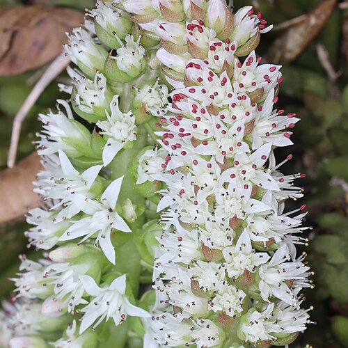 Orostachys japonica: Orostachys japonica in Mino Area, Gifu Prefecture, Japan.
