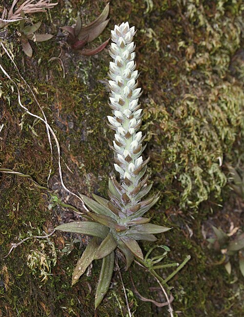 Orostachys japonica: Orostachys japonica in Mikawa Area, Aichi Prefecture, Japan.
