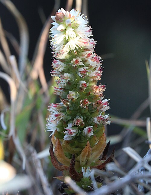 Orostachys japonica: Orostachys japonica in Izu Peninsula, Minamiizu, Shizuoka Prefecture, Japan.