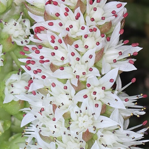 Orostachys japonica: Orostachys japonica in Mino Area, Gifu Prefecture, Japan.