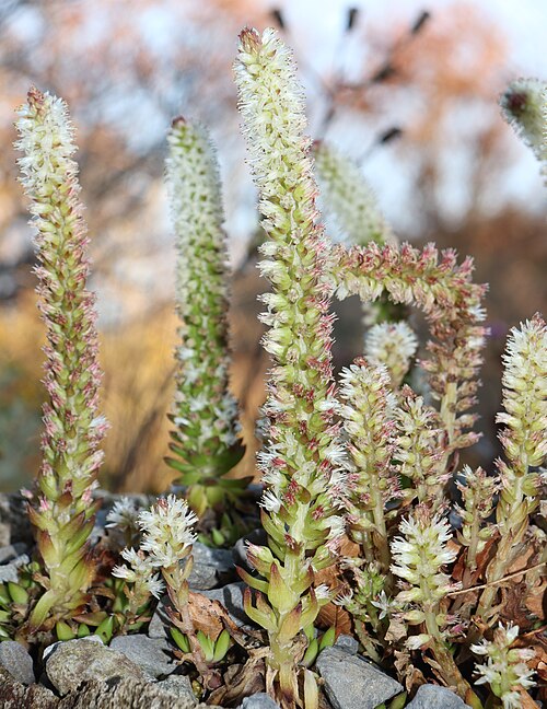 Orostachys japonica: Orostachys japonica in Hakone Botanical Garden of Wetlands, Hakone, Kanagawa Prefecture, Japan.