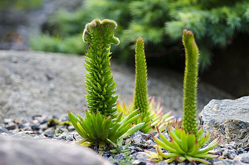 Orostachys japonica: This nice rock pine (Orostachys japonica) image is taken at Tartu University Botanical Garden on september. The plant attracted attention for his unique and int