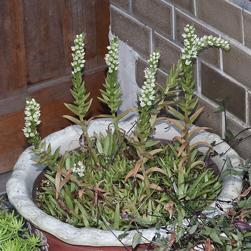 Orostachys japonica: Orostachys japonica in Mino Area, Gifu Prefecture, Japan.