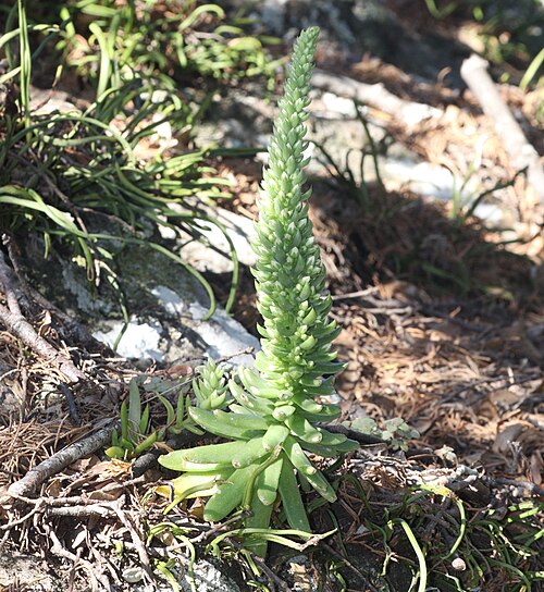 Orostachys japonica: Orostachys japonica on the rock of mountain in Izu Peninsula, Shizuoka Prefecture, Japan.