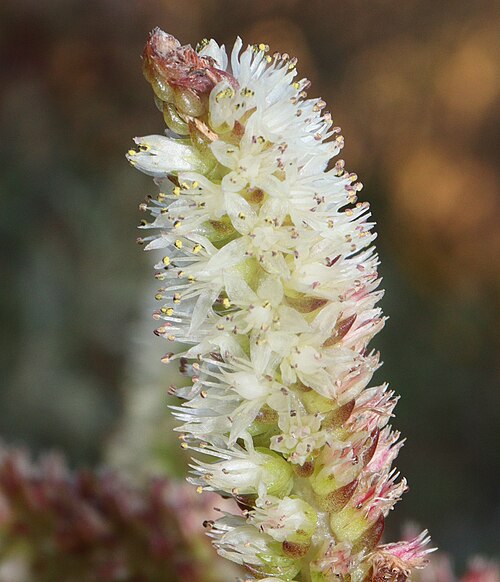 Orostachys japonica: Orostachys japonica in Hakone Botanical Garden of Wetlands, Hakone, Kanagawa Prefecture, Japan.