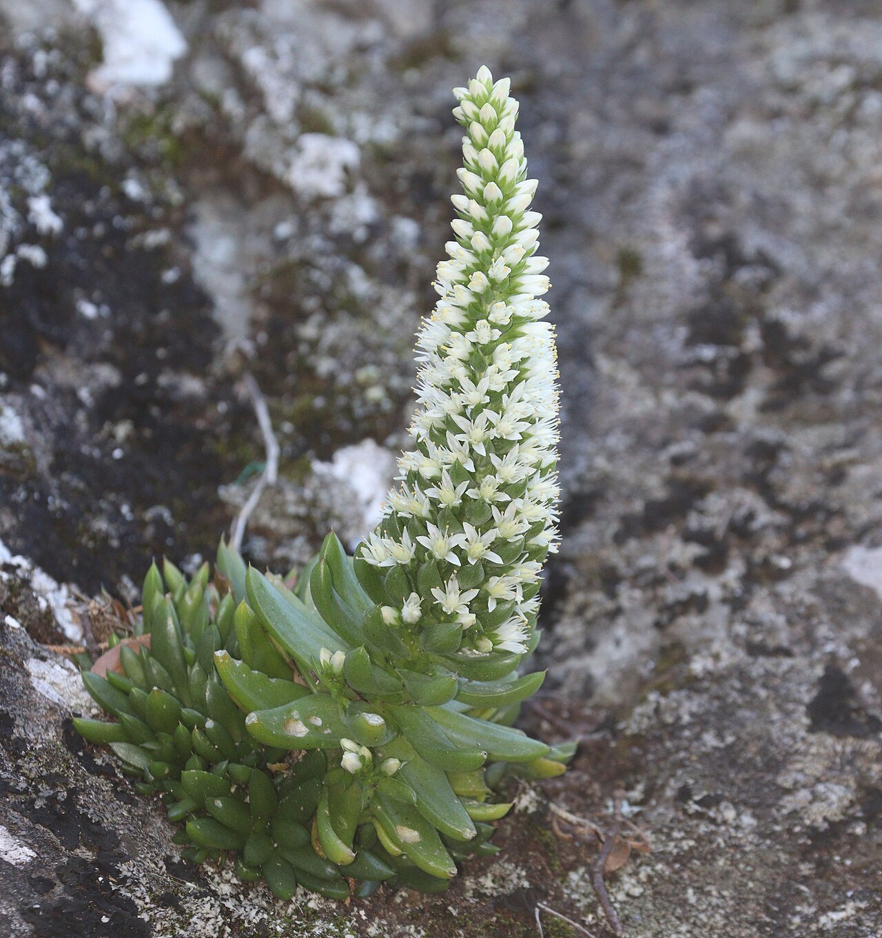 Orostachys japonica: Orostachys japonica on the rock of mountain in Izu Peninsula, Shizuoka Prefecture, Japan.