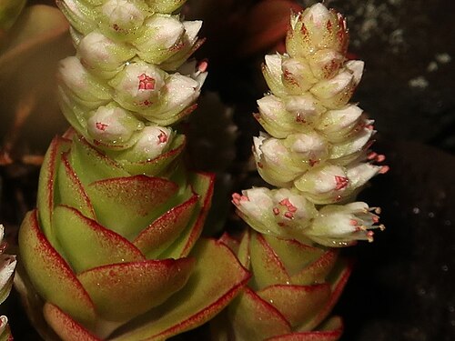 Orostachys malacophylla: Orostachys malacophylla var. aggregeata , Shimokita peninsula, Aomori pref., Japan