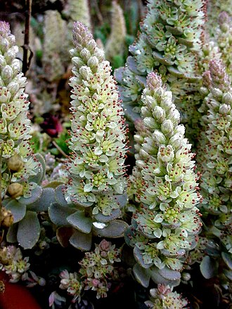 Orostachys malacophylla (Orostachys malacophylla)