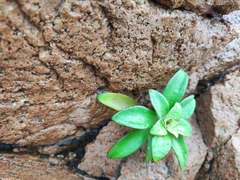 Orostachys maximowiczii (Orostachys maximowiczii)