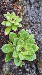 Orostachys maximowiczii (Orostachys maximowiczii)