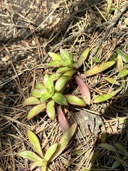 Orostachys maximowiczii (Orostachys maximowiczii)