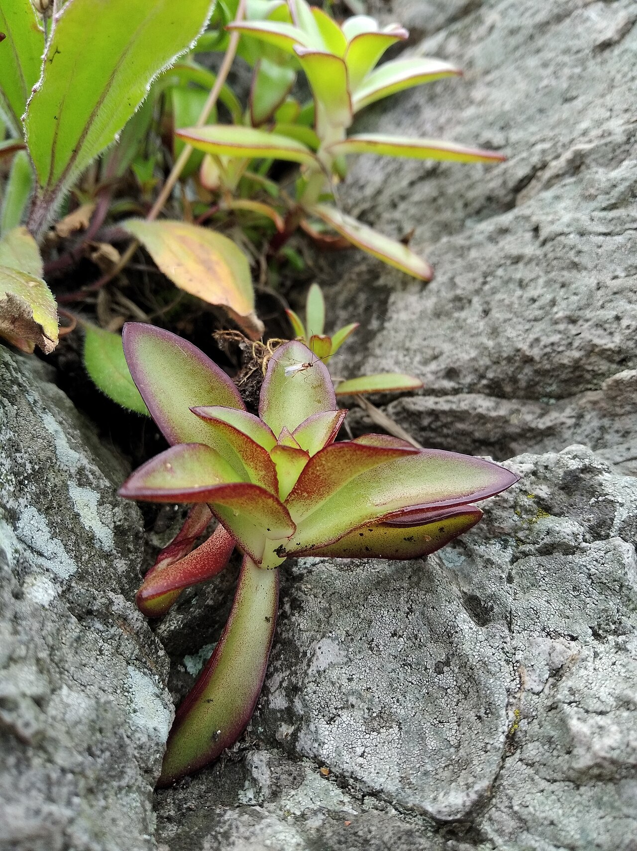 Orostachys maximowiczii: Orostachys maximowiczii, Бухта Гека, Хасанский р-н, Приморский край, Россия, 2022-07-01 (iNaturalist).