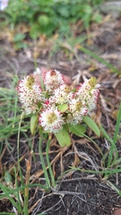 Orostachys maximowiczii (Orostachys maximowiczii)