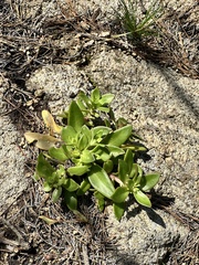 Orostachys maximowiczii (Orostachys maximowiczii)