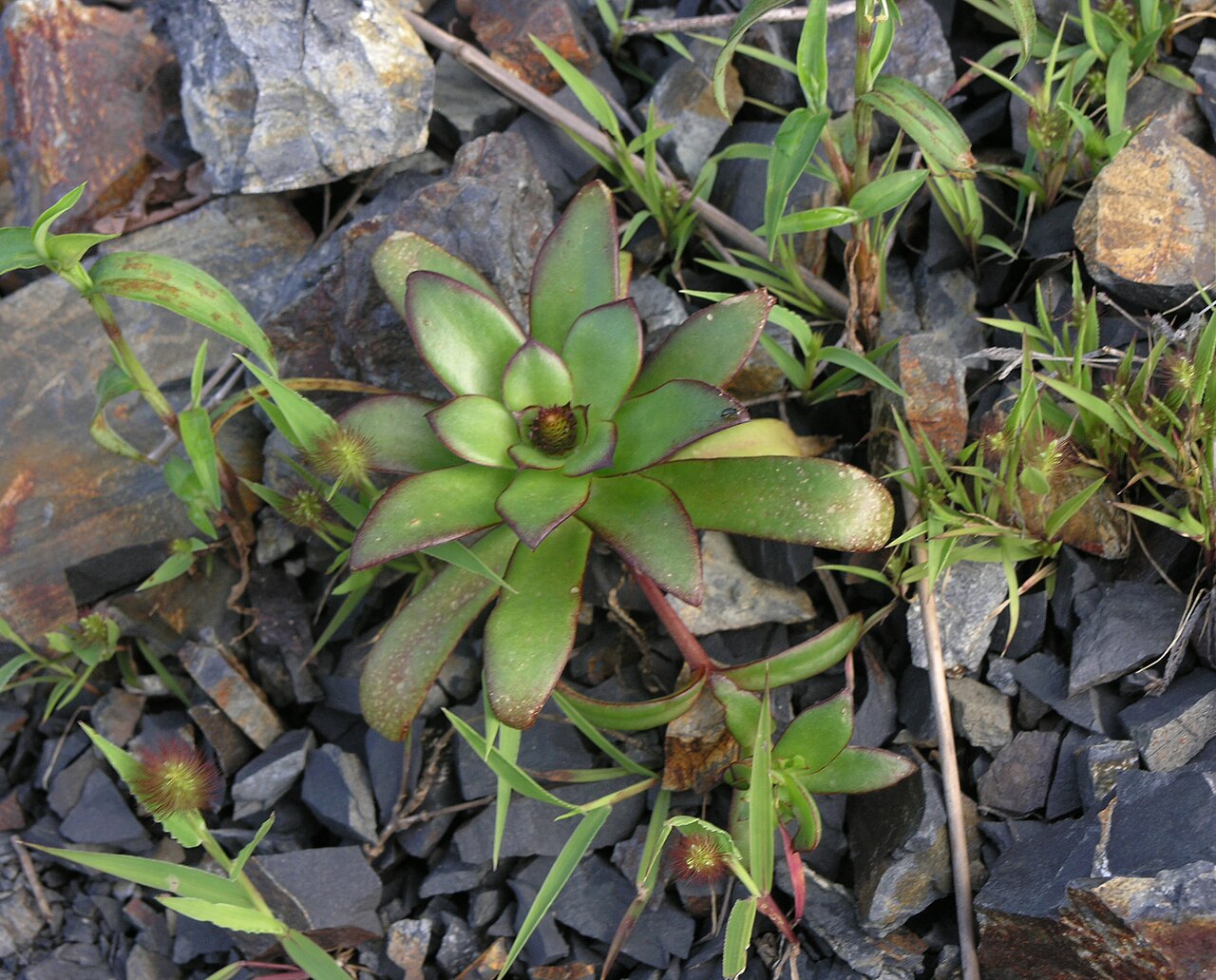 Orostachys maximowiczii: Orostachys maximowiczii