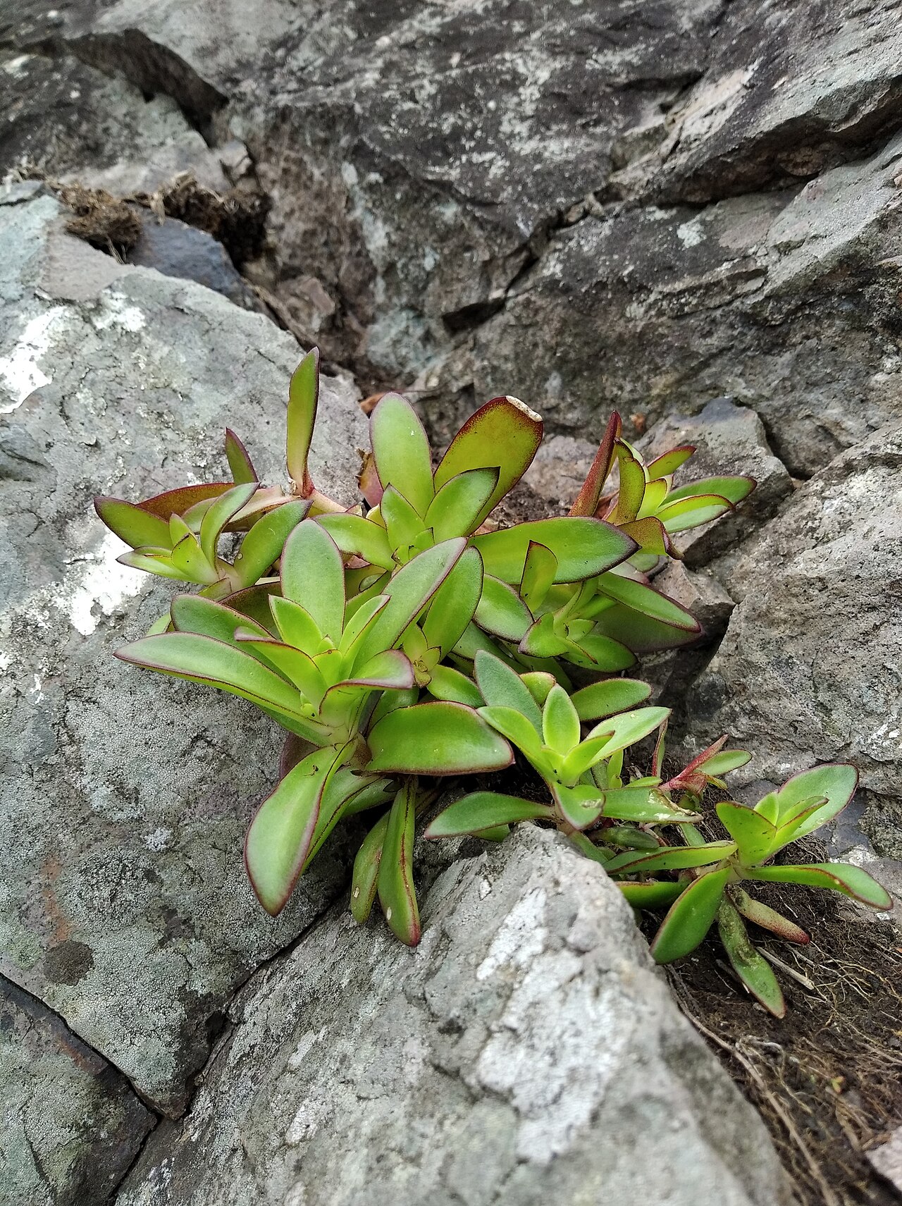 Orostachys maximowiczii: Orostachys maximowiczii, Бухта Гека, Хасанский р-н, Приморский край, Россия, 2022-07-01 (iNaturalist).