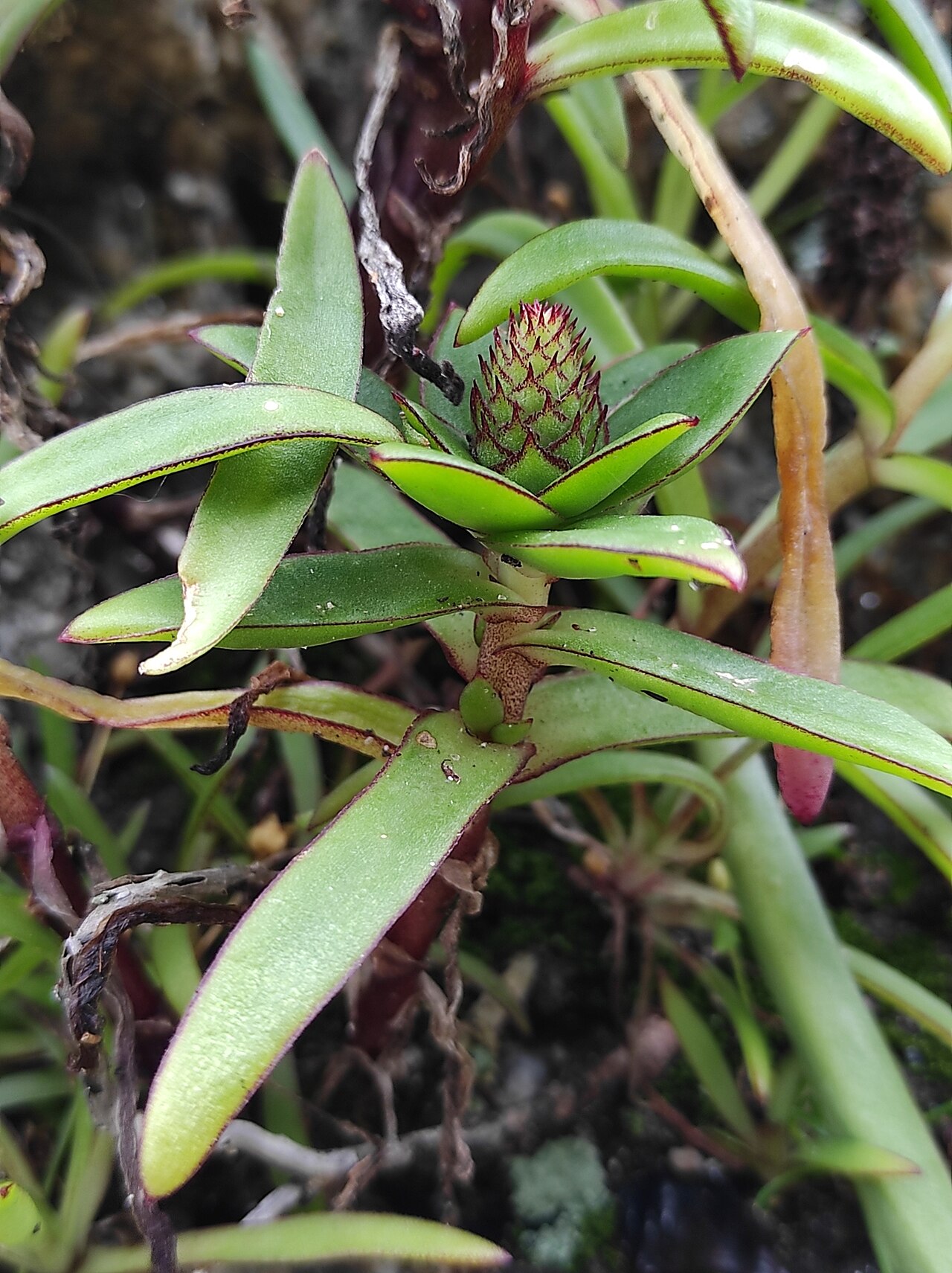 Orostachys maximowiczii: Orostachys maximowiczii, Приморский край, Россия, 692968, 2022-07-30 (iNaturalist).