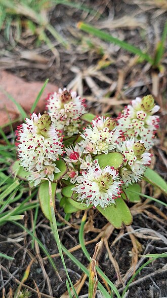 Orostachys maximowiczii: Orostachys maximowiczii, Vladivostok gorsovet, RU-PR, RU, 2025-10-05 (iNaturalist).