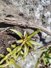 Orostachys maximowiczii (Orostachys maximowiczii)