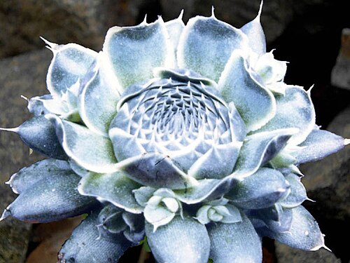 Orostachys spinosa: Orostachys spinosa