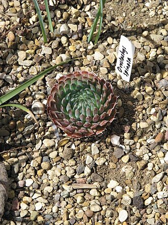 Orostachys spinosa: Bought last week from the RHS at Hyde Hall. It should be totally cold hardy, being from central Asia but intolerant of winter rain, so should be happy here on t