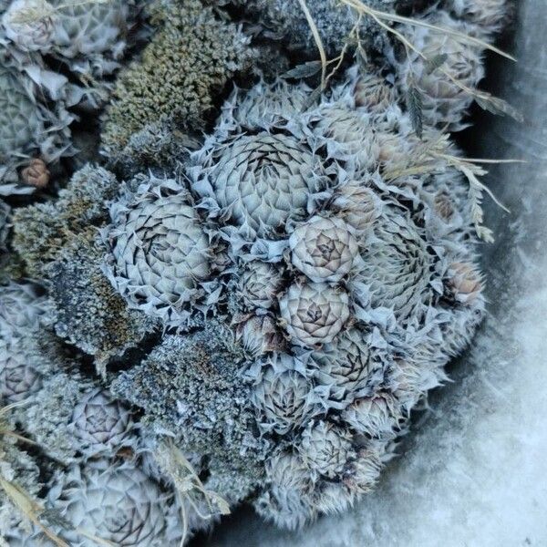 Orostachys spinosa (Orostachys spinosa)