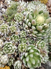 Orostachys thyrsiflora (Orostachys thyrsiflora)
