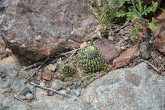 Orostachys thyrsiflora (Orostachys thyrsiflora)