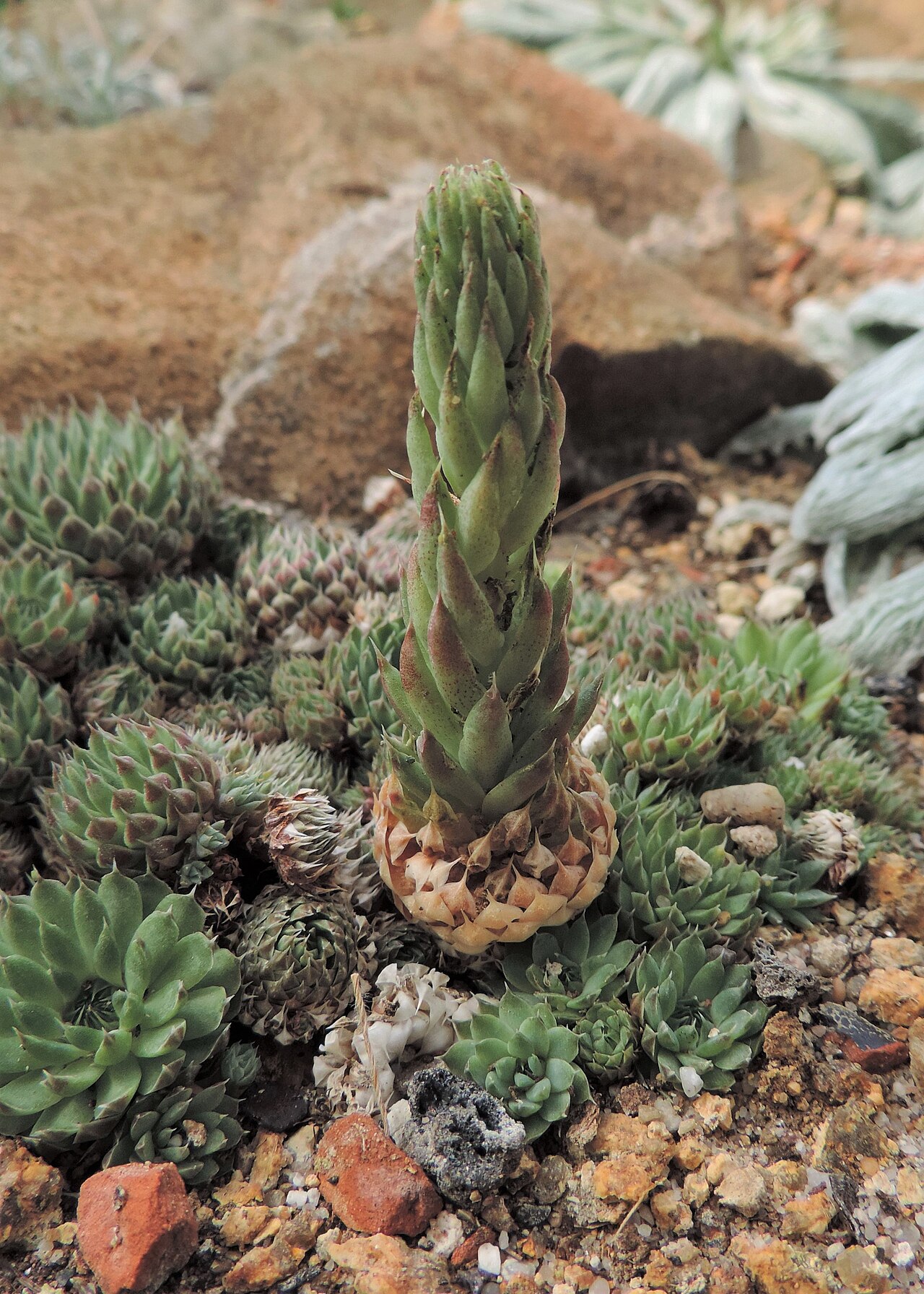Orostachys thyrsiflora: Orostachys thyrsiflora in Neuer Botanischer Garten der Universität Göttingen