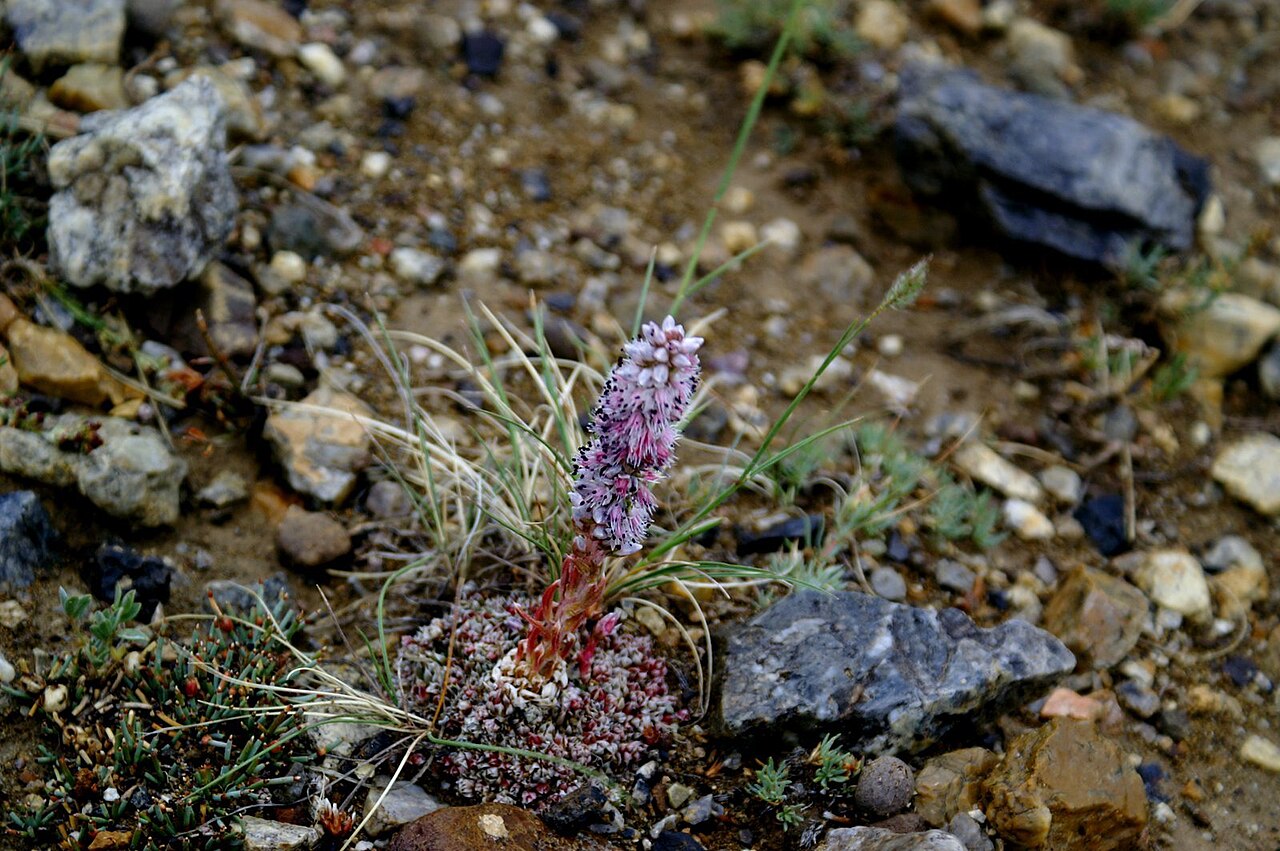 Orostachys thyrsiflora: Orostachys thyrsiflora