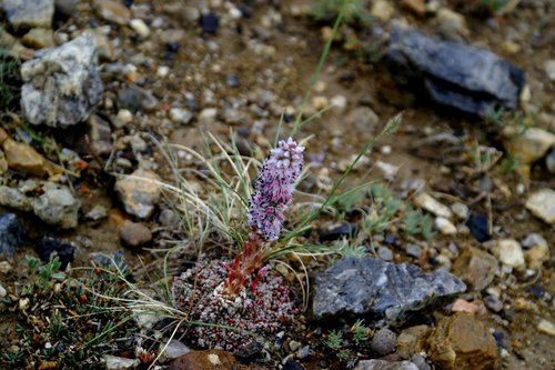 Orostachys thyrsiflora (Orostachys thyrsiflora)