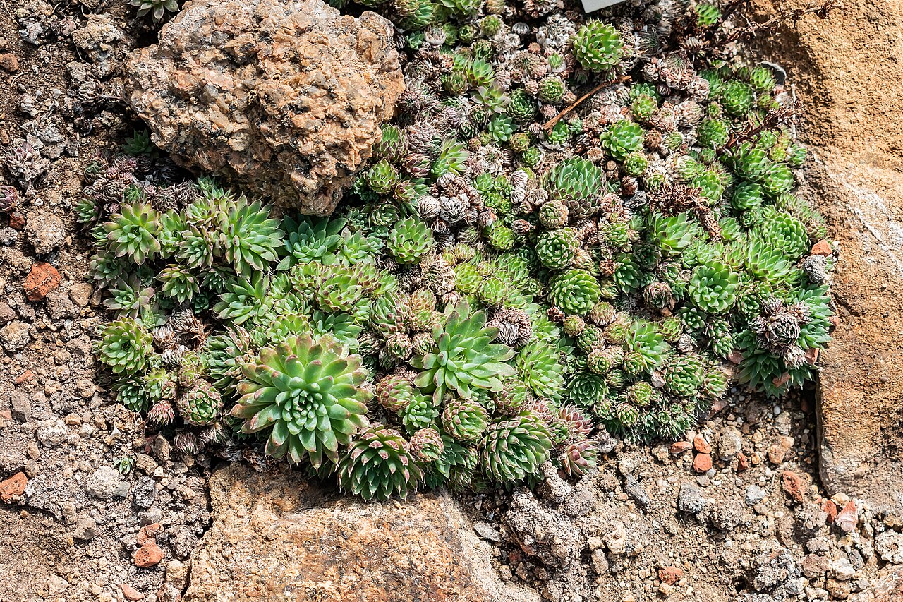 Orostachys thyrsiflora: Orostachys thyrsiflora in Neuer Botanischer Garten der Universität of Göttingen, Lower Saxony, Germany