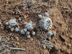 Orostachys thyrsiflora (Orostachys thyrsiflora)