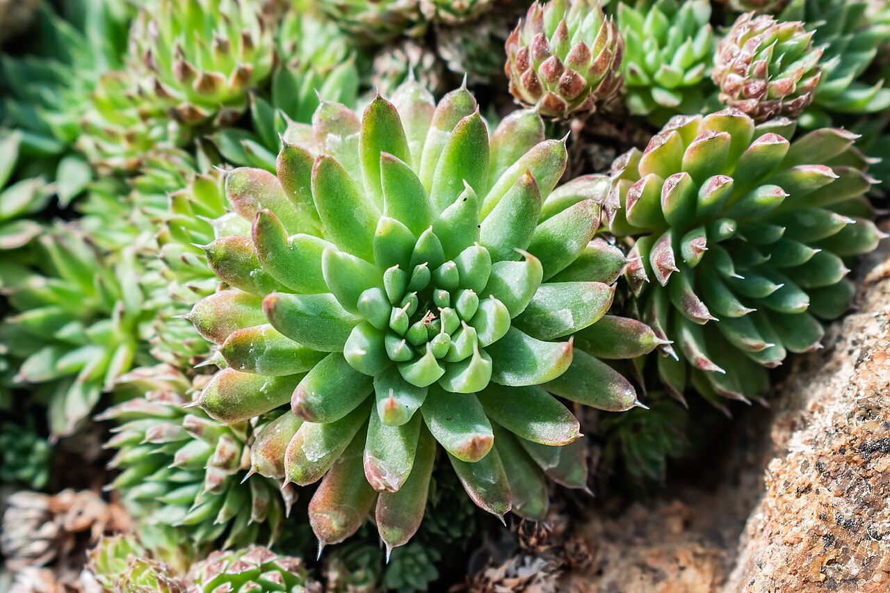 Orostachys thyrsiflora: Orostachys thyrsiflora in Neuer Botanischer Garten der Universität of Göttingen, Lower Saxony, Germany