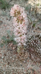 Orostachys thyrsiflora (Orostachys thyrsiflora)