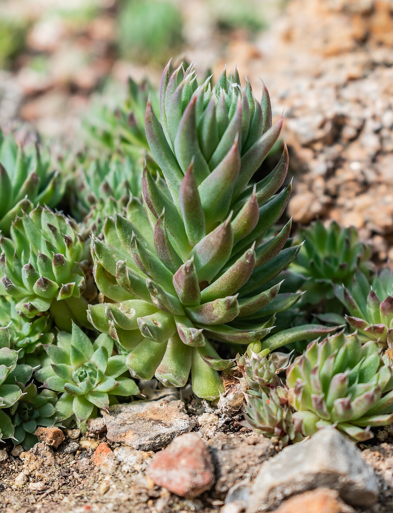Orostachys thyrsiflora: Orostachys thyrsiflora in Neuer Botanischer Garten der Universität of Göttingen, Lower Saxony, Germany