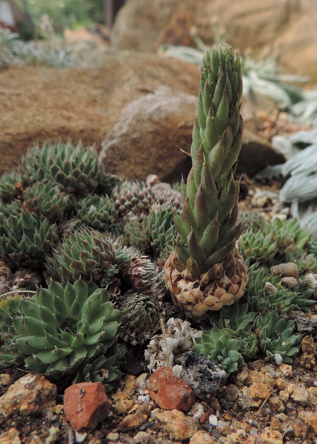 Orostachys thyrsiflora: Orostachys thyrsiflora in Neuer Botanischer Garten der Universität Göttingen