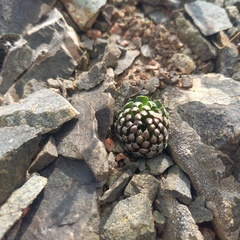 Orostachys thyrsiflora (Orostachys thyrsiflora)