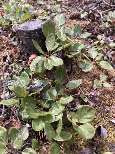 Sidebells wintergreen (Orthilia secunda)