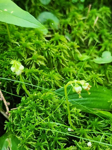 Sidebells wintergreen (Orthilia secunda)