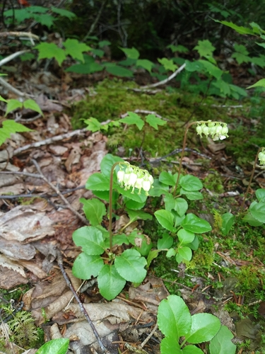 Sidebells wintergreen (Orthilia secunda)