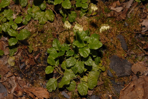 Sidebells wintergreen (Orthilia secunda)