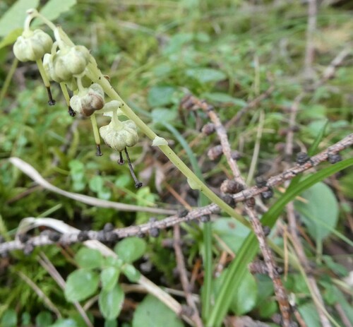 Sidebells wintergreen (Orthilia secunda)