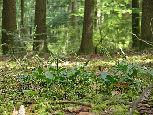Sidebells wintergreen: Orthilia secunda , Bauland, Germany