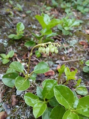 Sidebells wintergreen (Orthilia secunda)