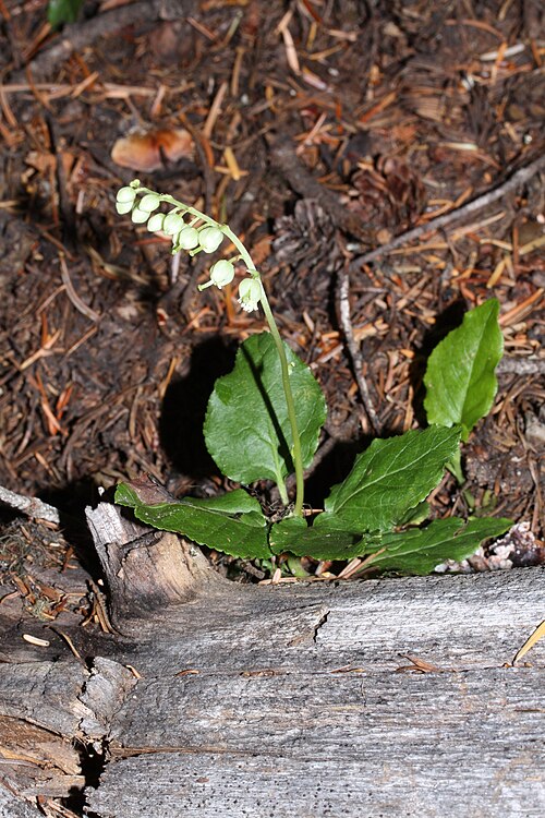 Sidebells wintergreen: Sidebells Wintergreen, One-sided Pyrola, Sidebells