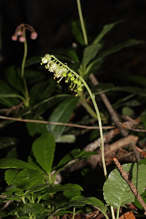Sidebells wintergreen: Sidebells Wintergreen, One-sided Pyrola, Sidebells