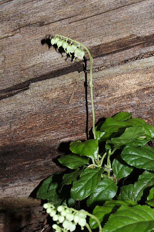 Sidebells wintergreen: Sidebells Wintergreen, One-sided Pyrola, Sidebells
